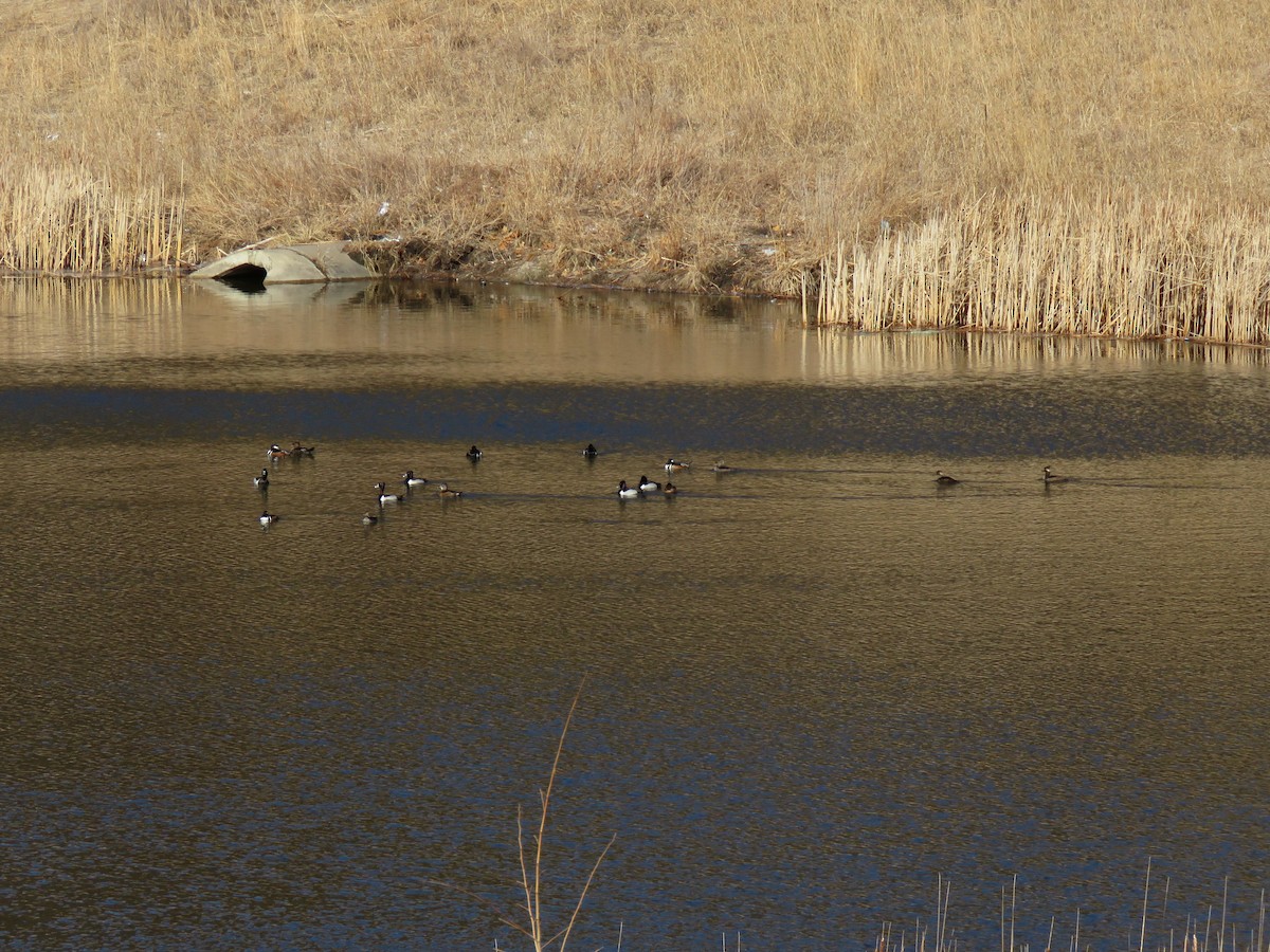 Ring-necked Duck - ML632308303