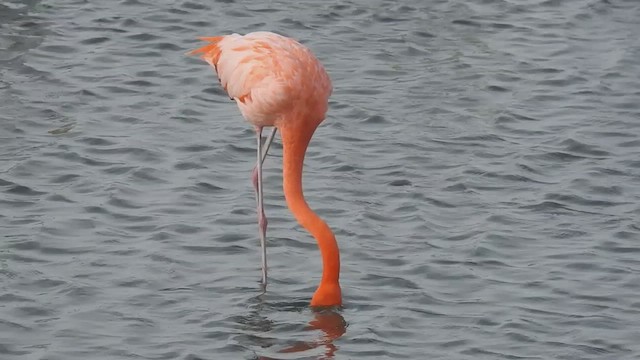 American Flamingo - ML632308548