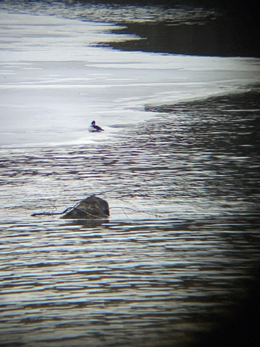 Quattrocchi - ML632308561