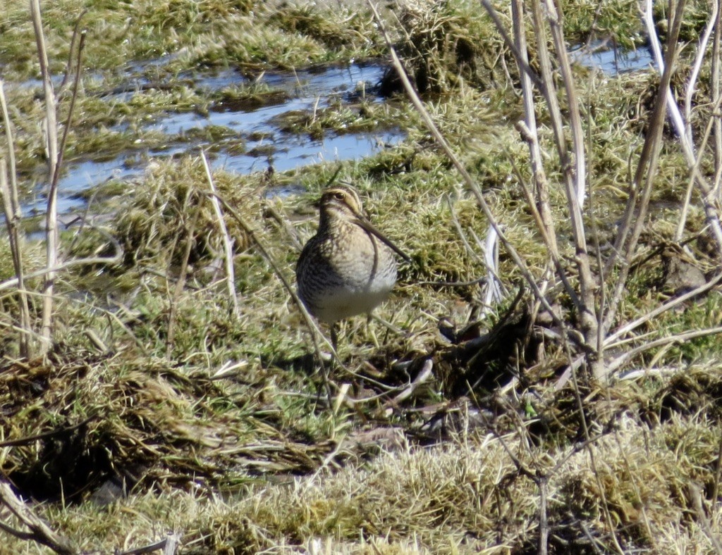 Wilson's Snipe - ML632308581