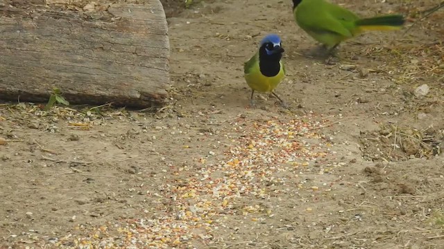 Green Jay (Green) - ML632308584