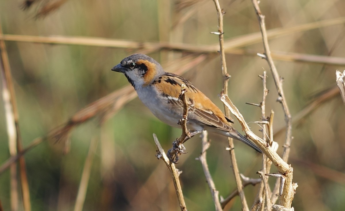 Shelley's Rufous Sparrow - ML632308609
