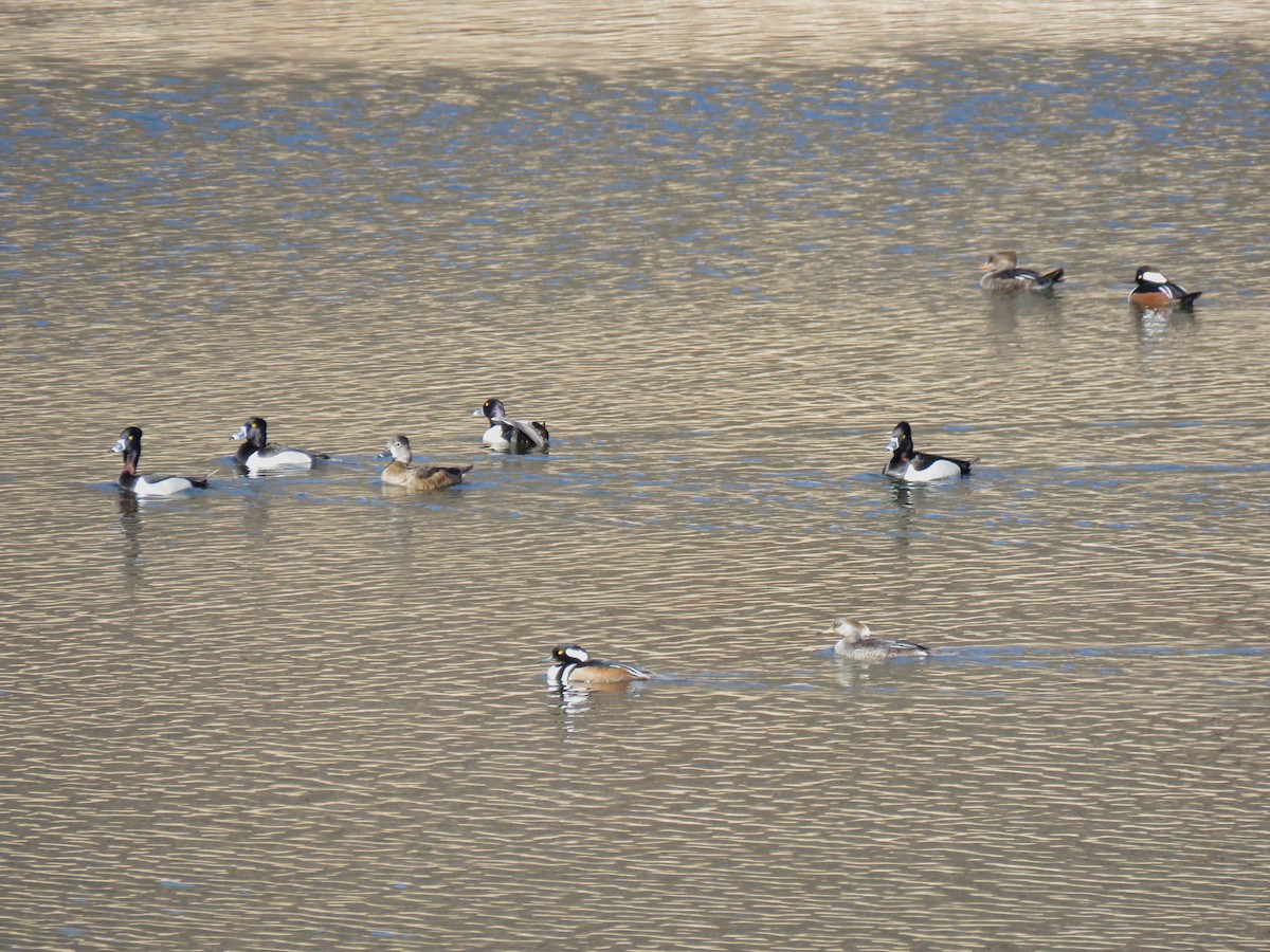 Ring-necked Duck - ML632308629