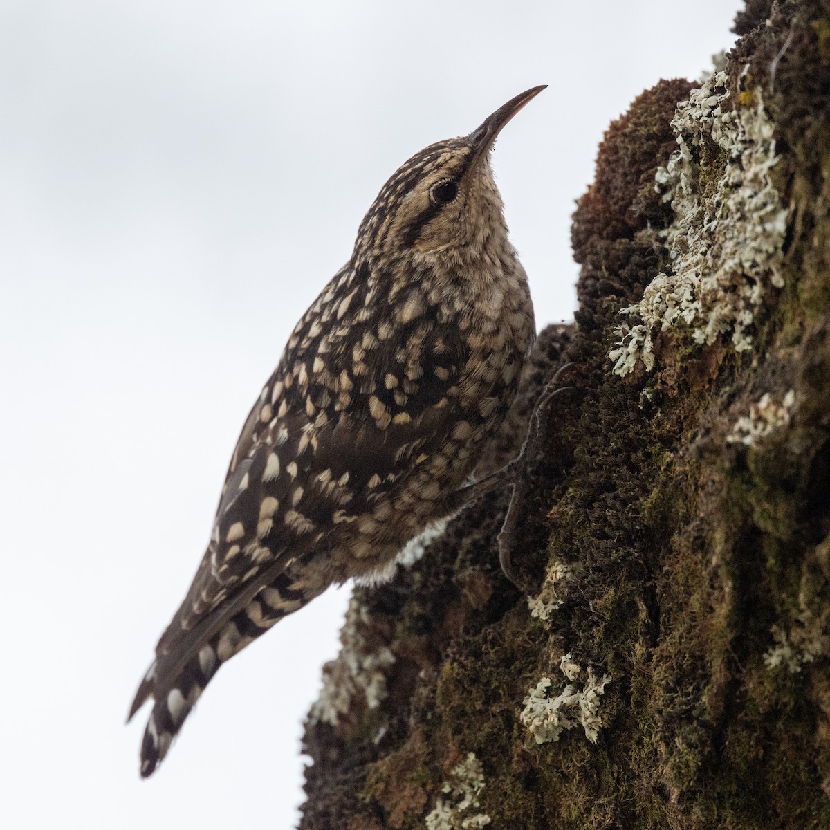 African Spotted Creeper - ML632308658