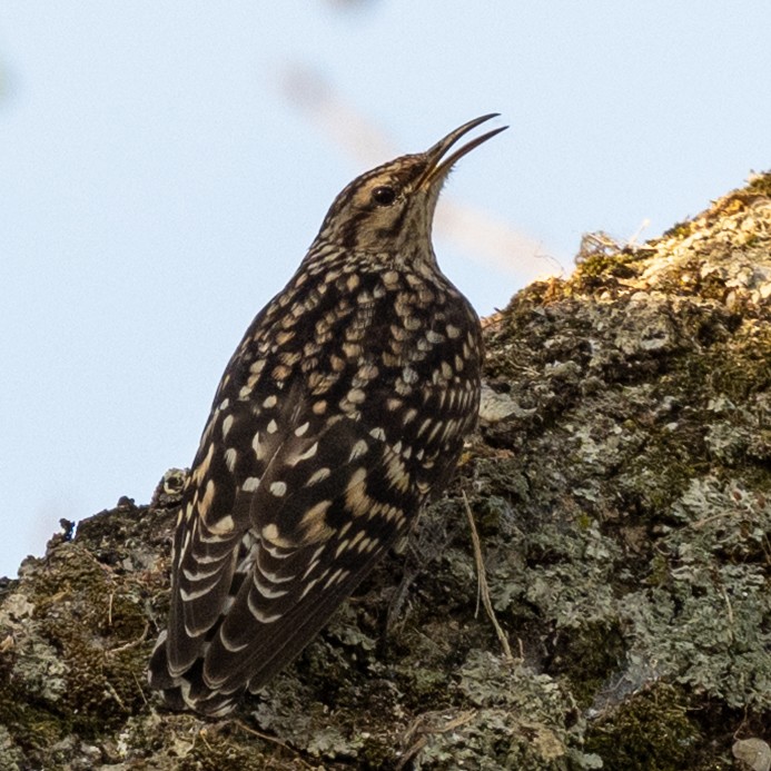 African Spotted Creeper - ML632308669