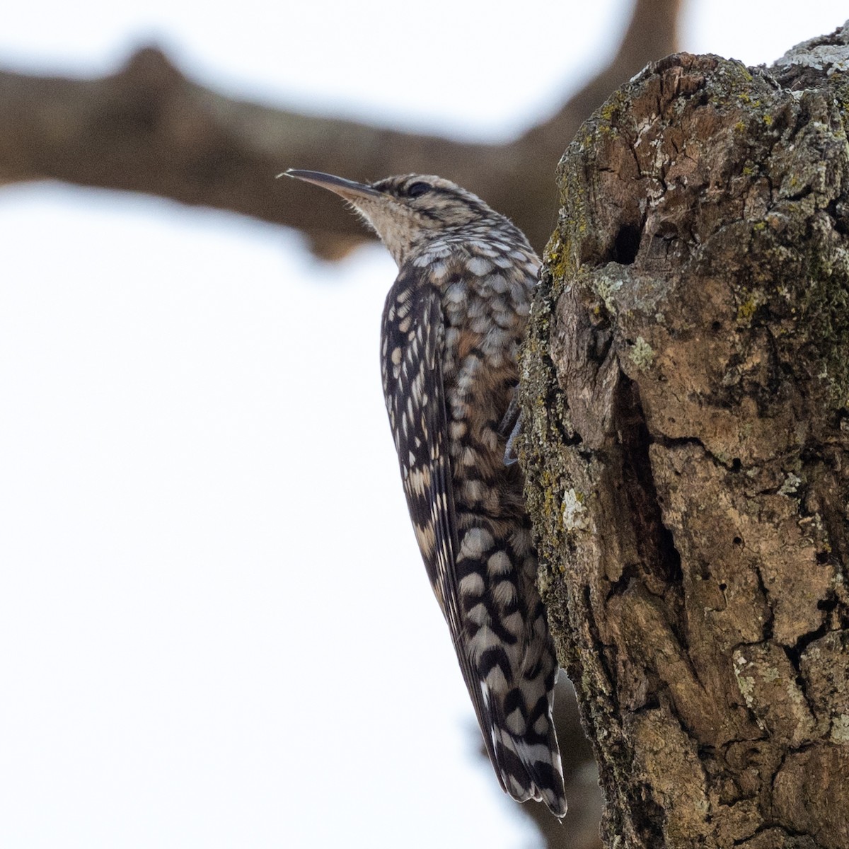 African Spotted Creeper - ML632308670