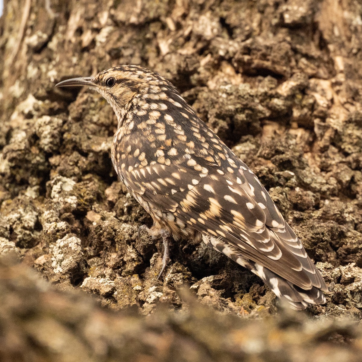 African Spotted Creeper - ML632308701