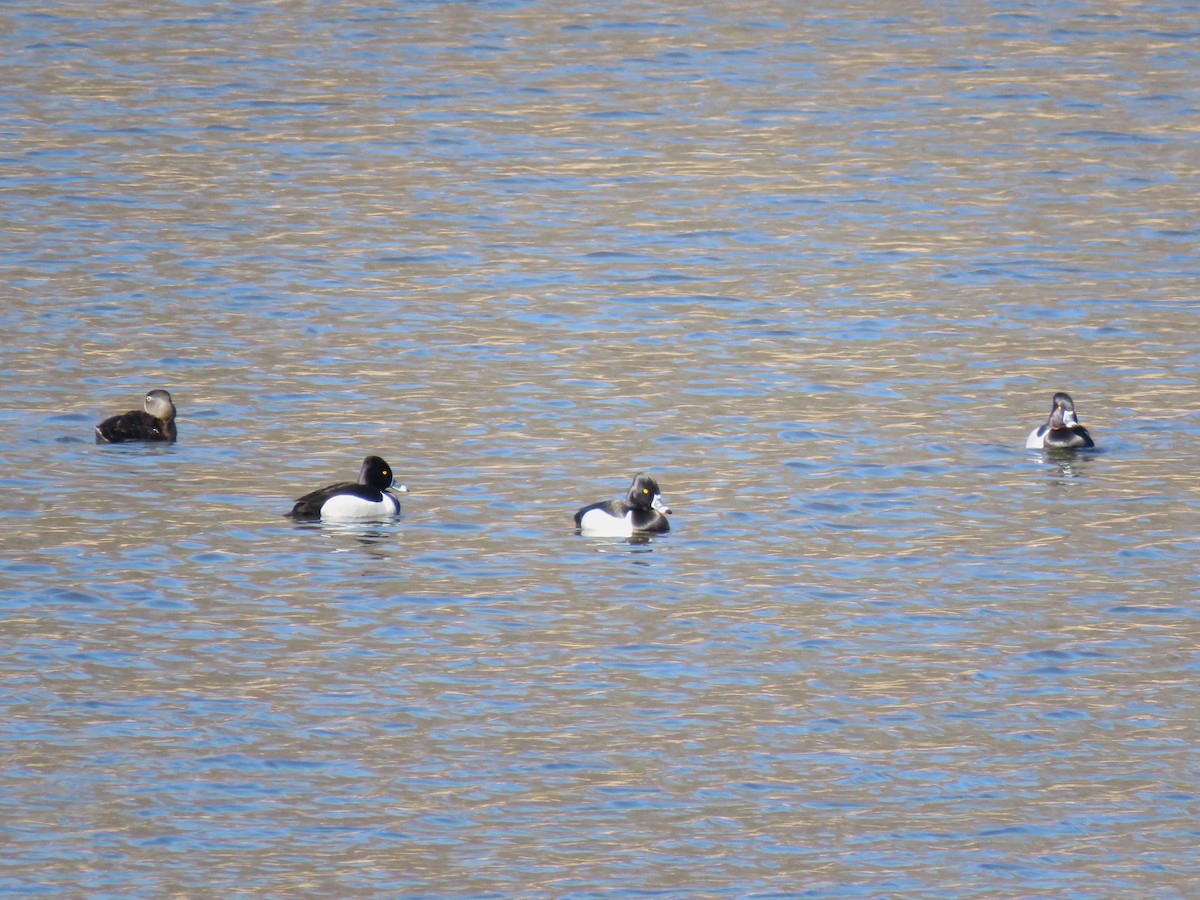 Ring-necked Duck - ML632308711