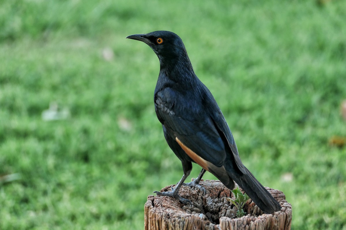 Pale-winged Starling - ML632308736