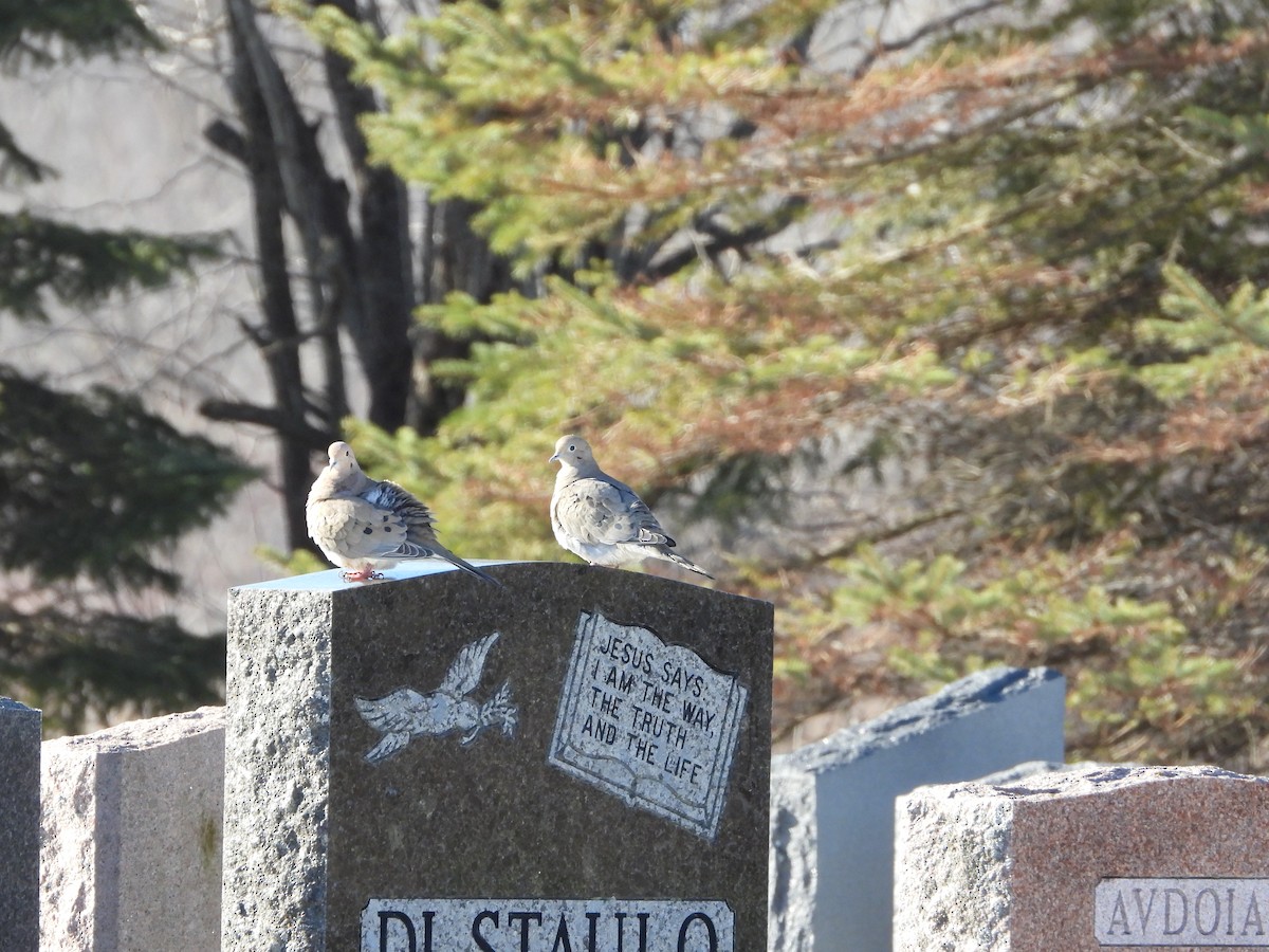 Mourning Dove - ML632308829