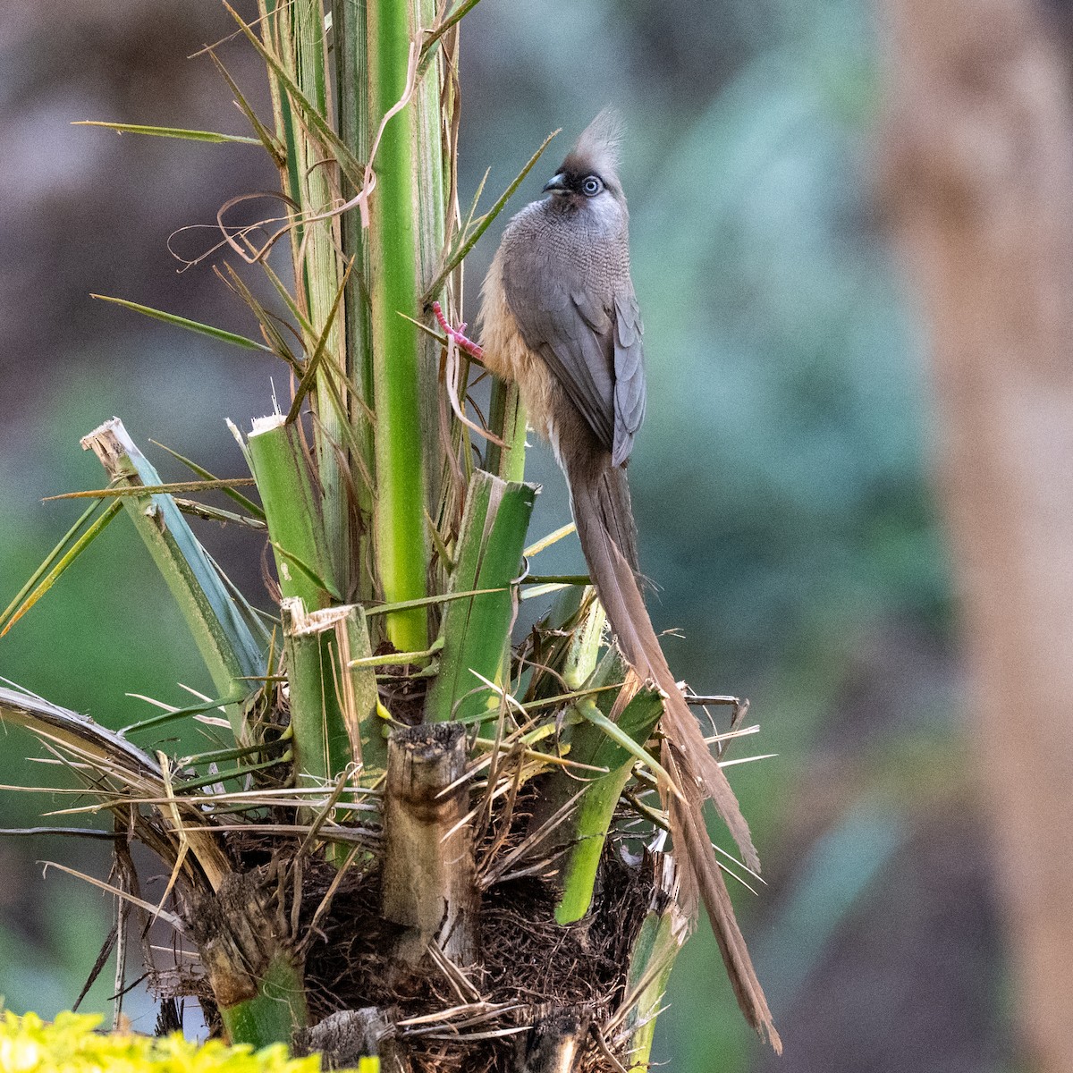 Speckled Mousebird - ML632308836