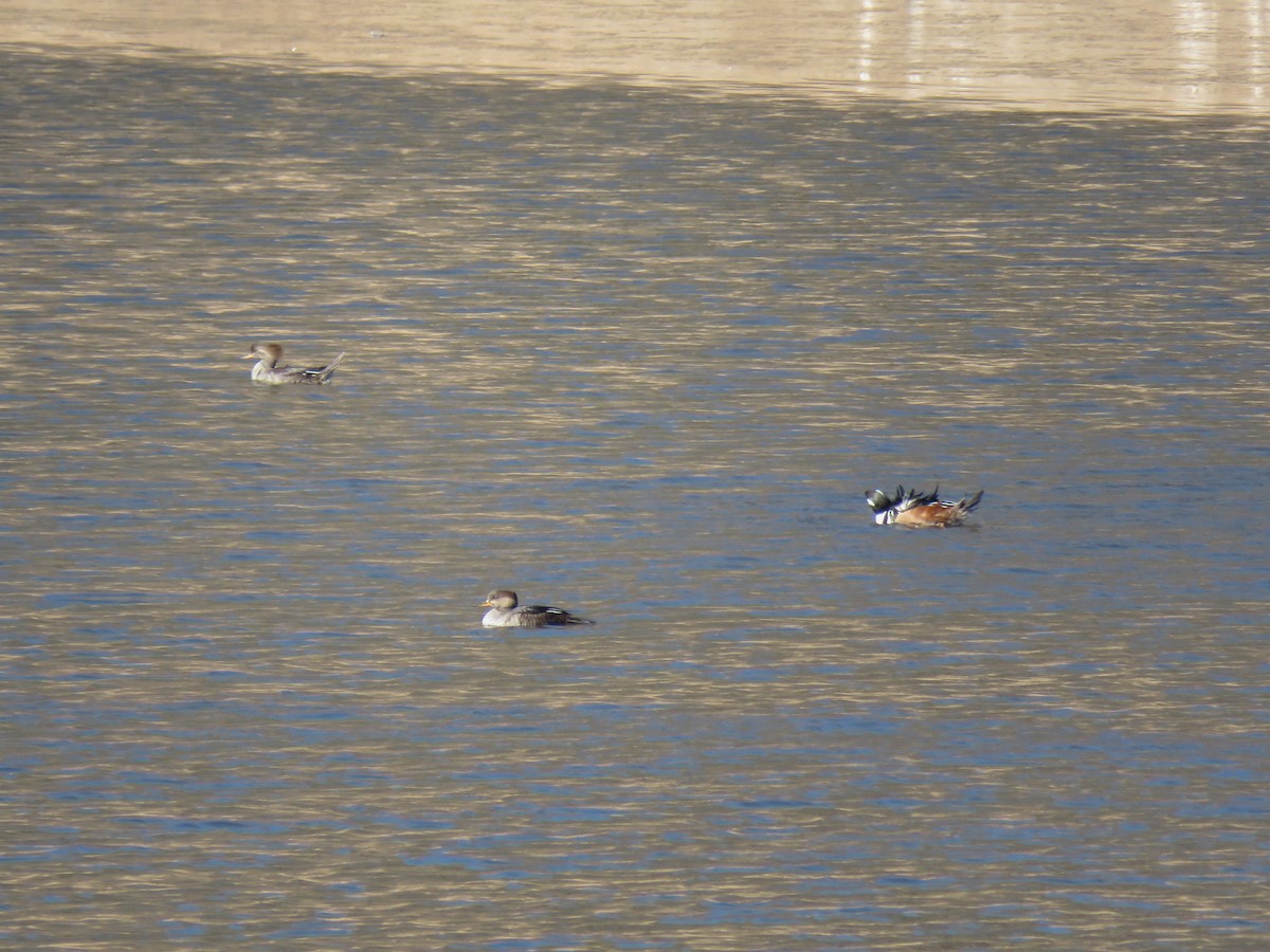 Hooded Merganser - ML632308875