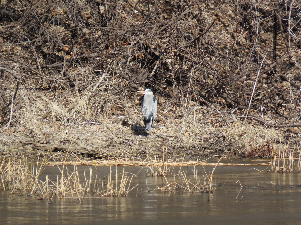Great Blue Heron - ML632308939