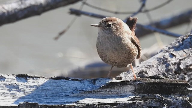 Winter Wren - ML632309105