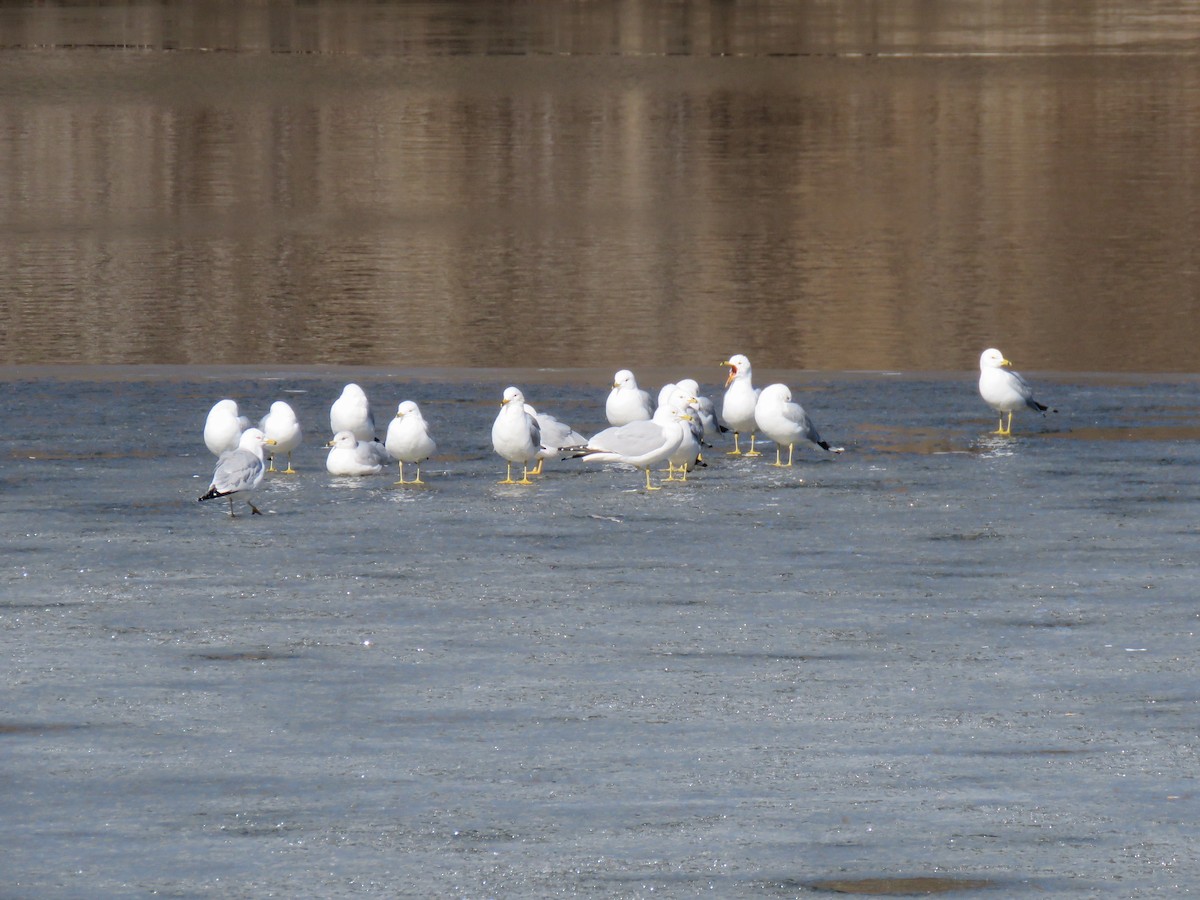 Ring-billed Gull - ML632309172