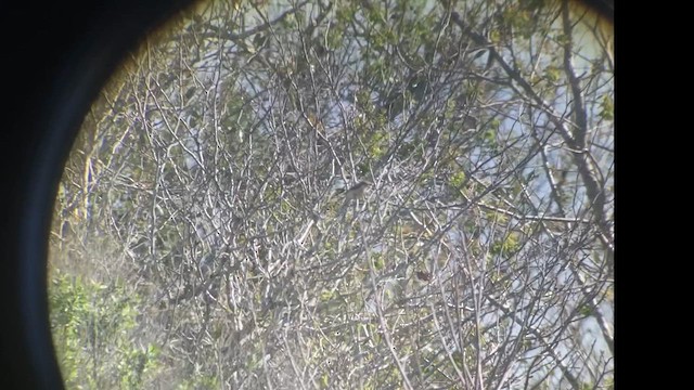 Amur Stonechat - ML632309214