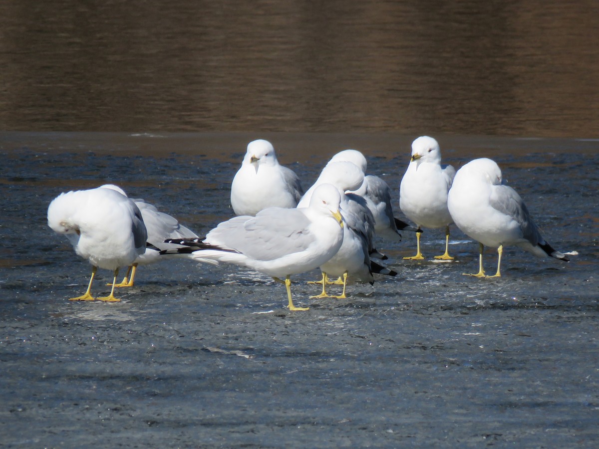 Ring-billed Gull - ML632309273