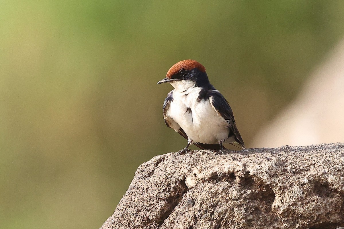 Wire-tailed Swallow - ML632309339