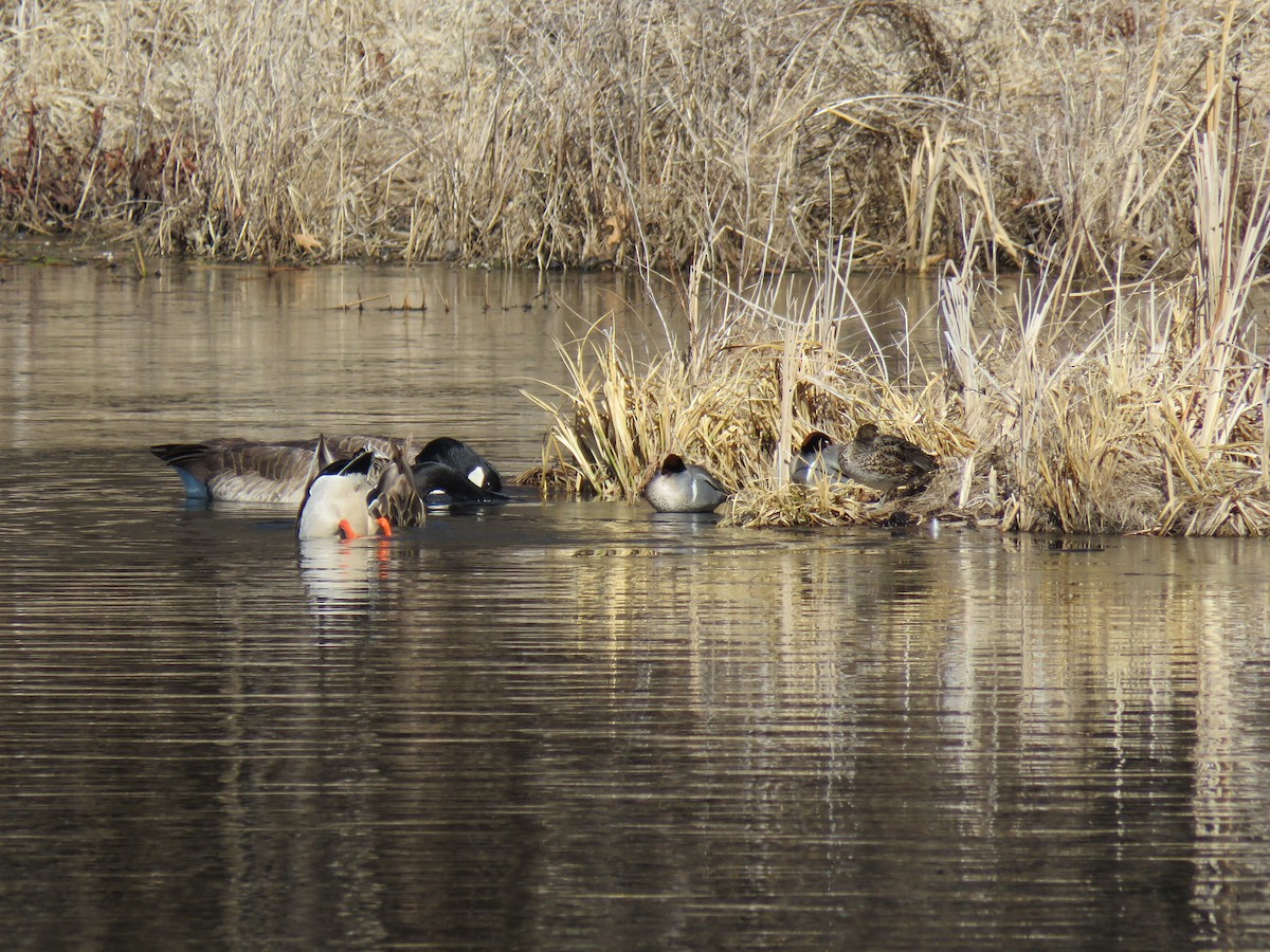 Green-winged Teal - ML632309352