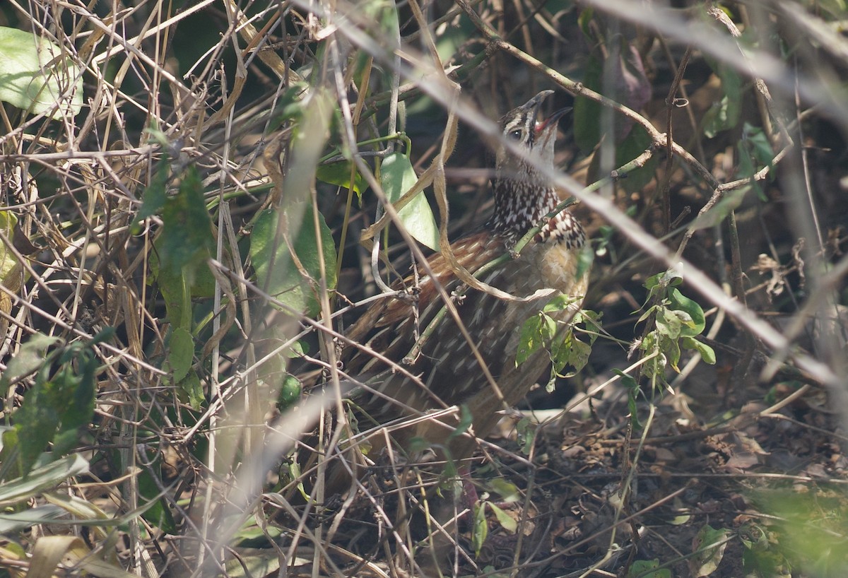 Francolin à bec jaune - ML632309355