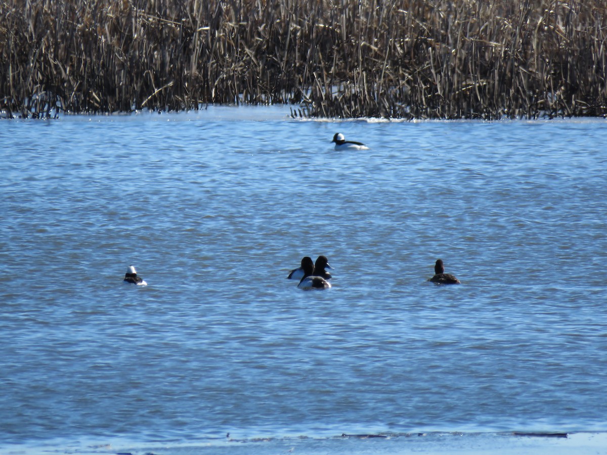 Bufflehead - ML632309380
