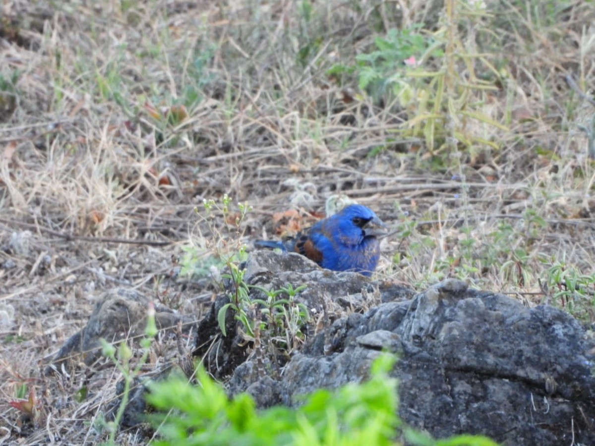 Blue Grosbeak - ML632309397