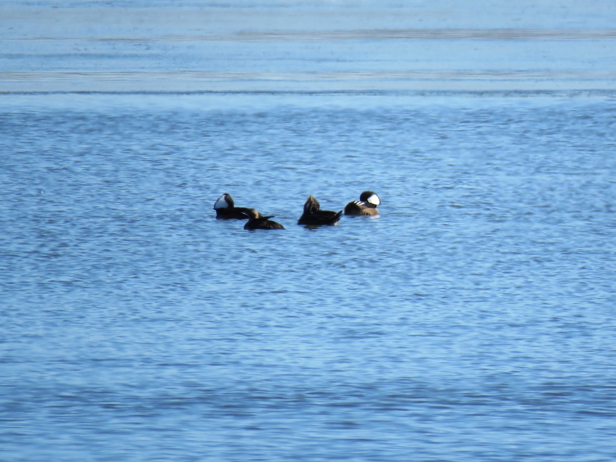 Hooded Merganser - ML632309416