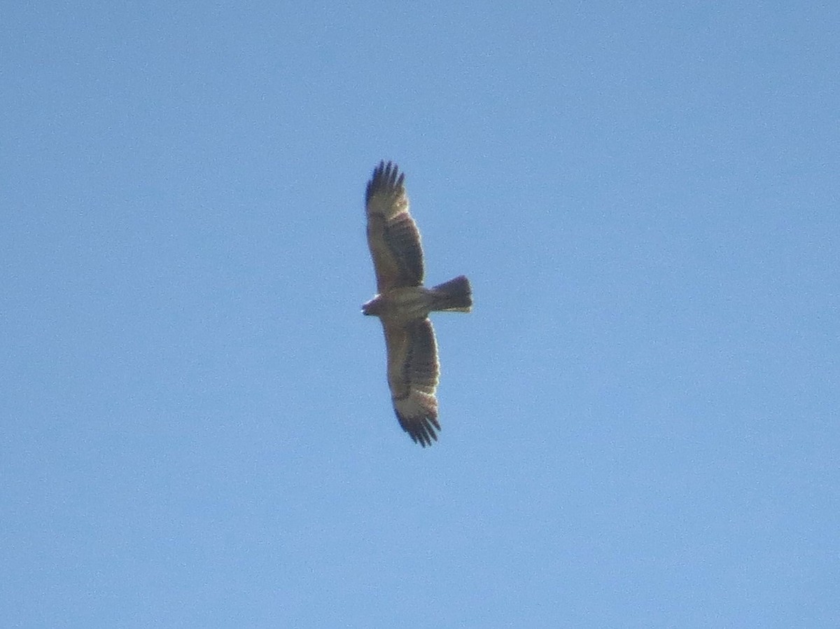 Bonelli's Eagle - ML632309495