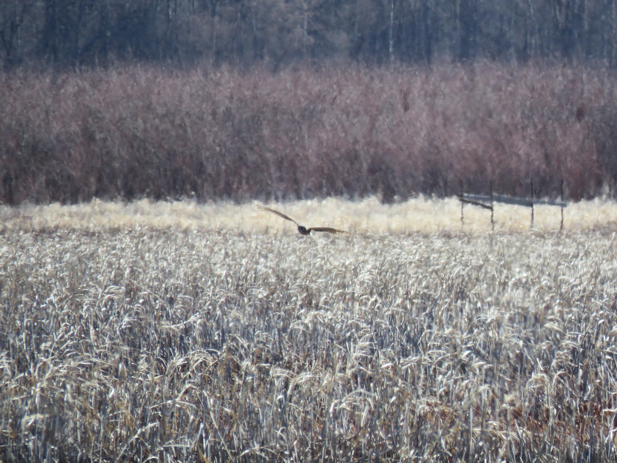 Northern Harrier - ML632309498