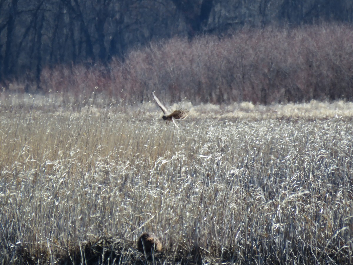 Northern Harrier - ML632309541