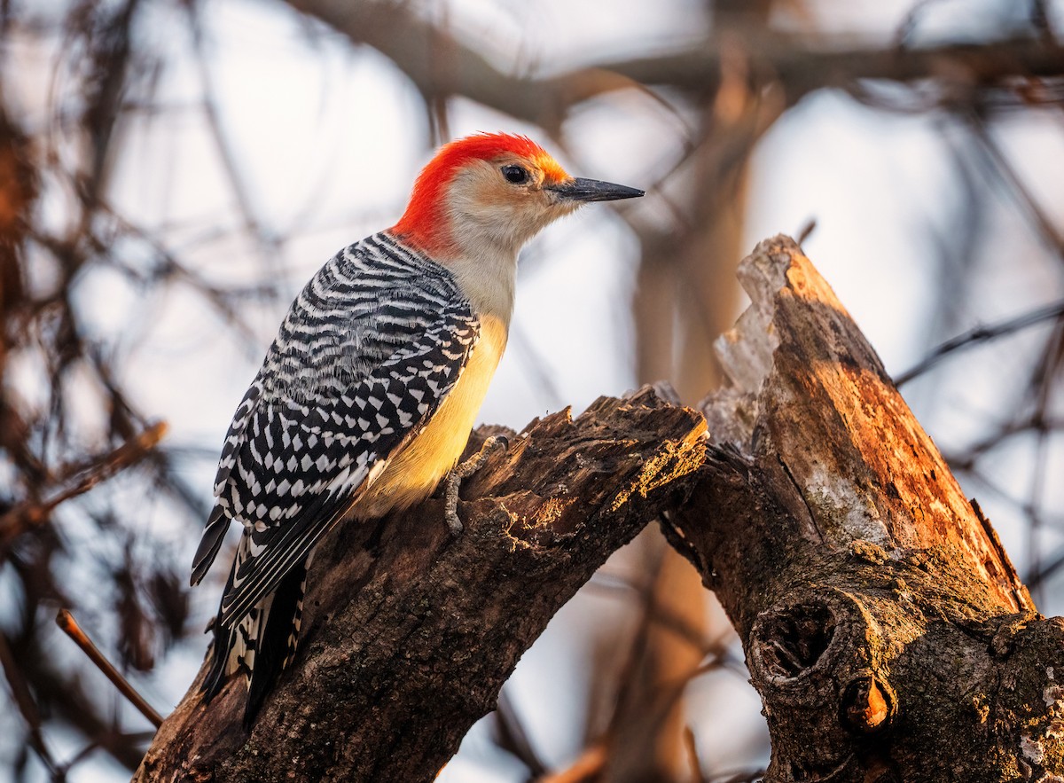 Red-bellied Woodpecker - ML632309546