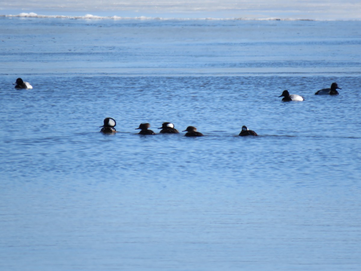 Hooded Merganser - ML632309586