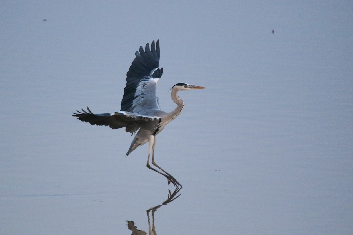 Gray Heron - ML632309688
