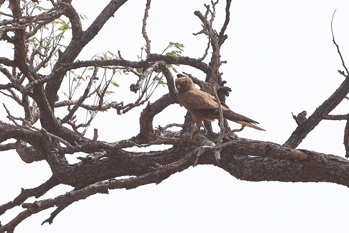 Fox Kestrel - ML632309738