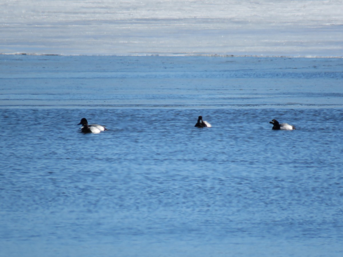 Lesser Scaup - ML632309751