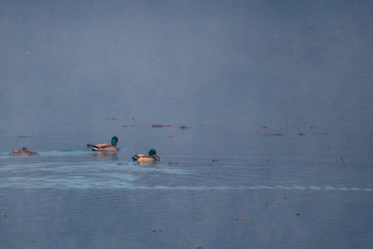 Mallard - ML632309797