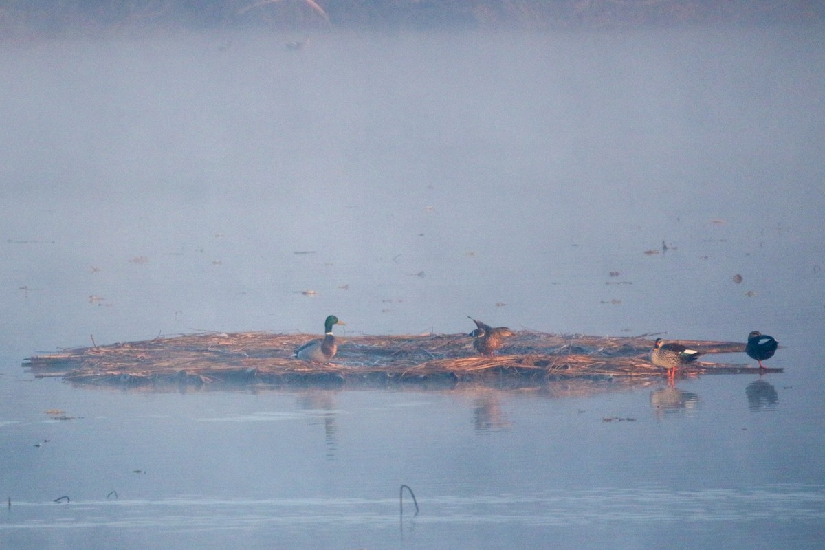Mallard - ML632309799