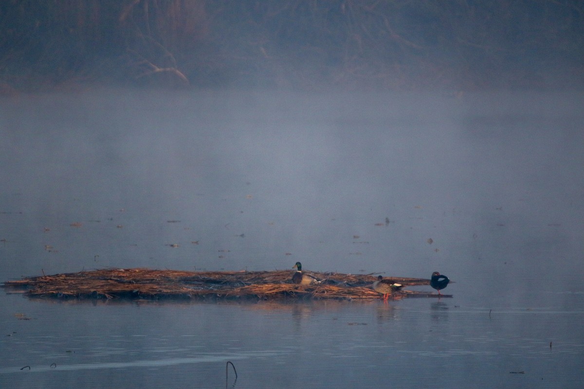 Mallard - ML632309800