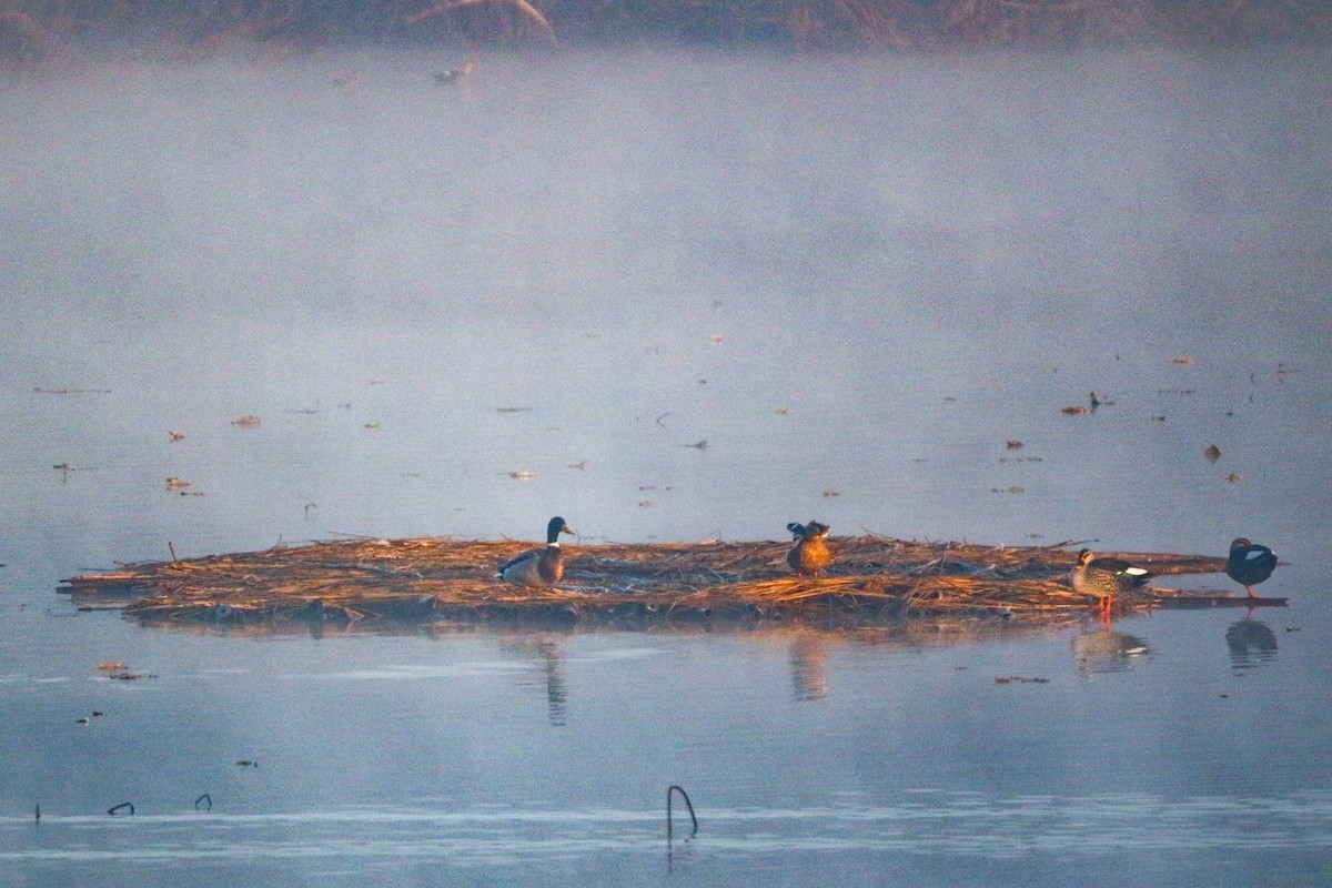 Mallard - ML632309802