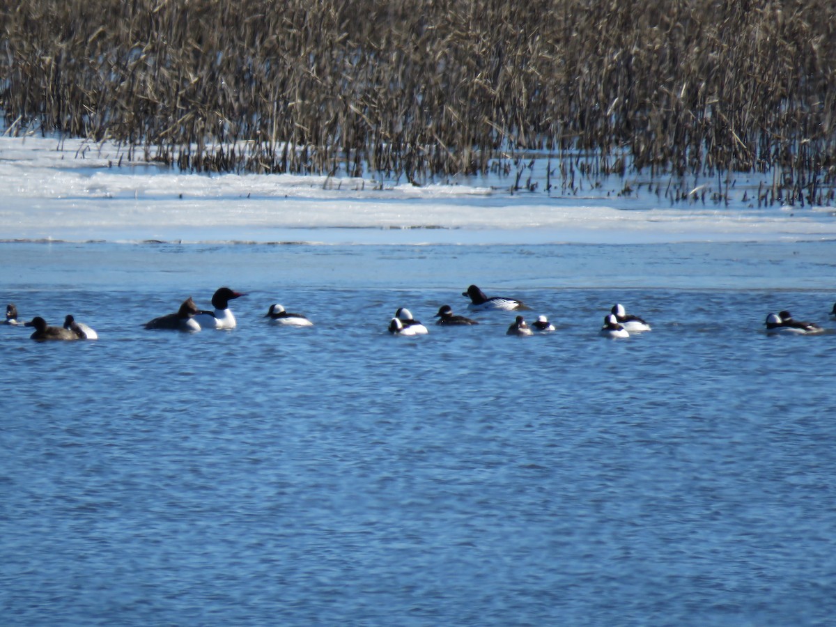 Bufflehead - ML632309804
