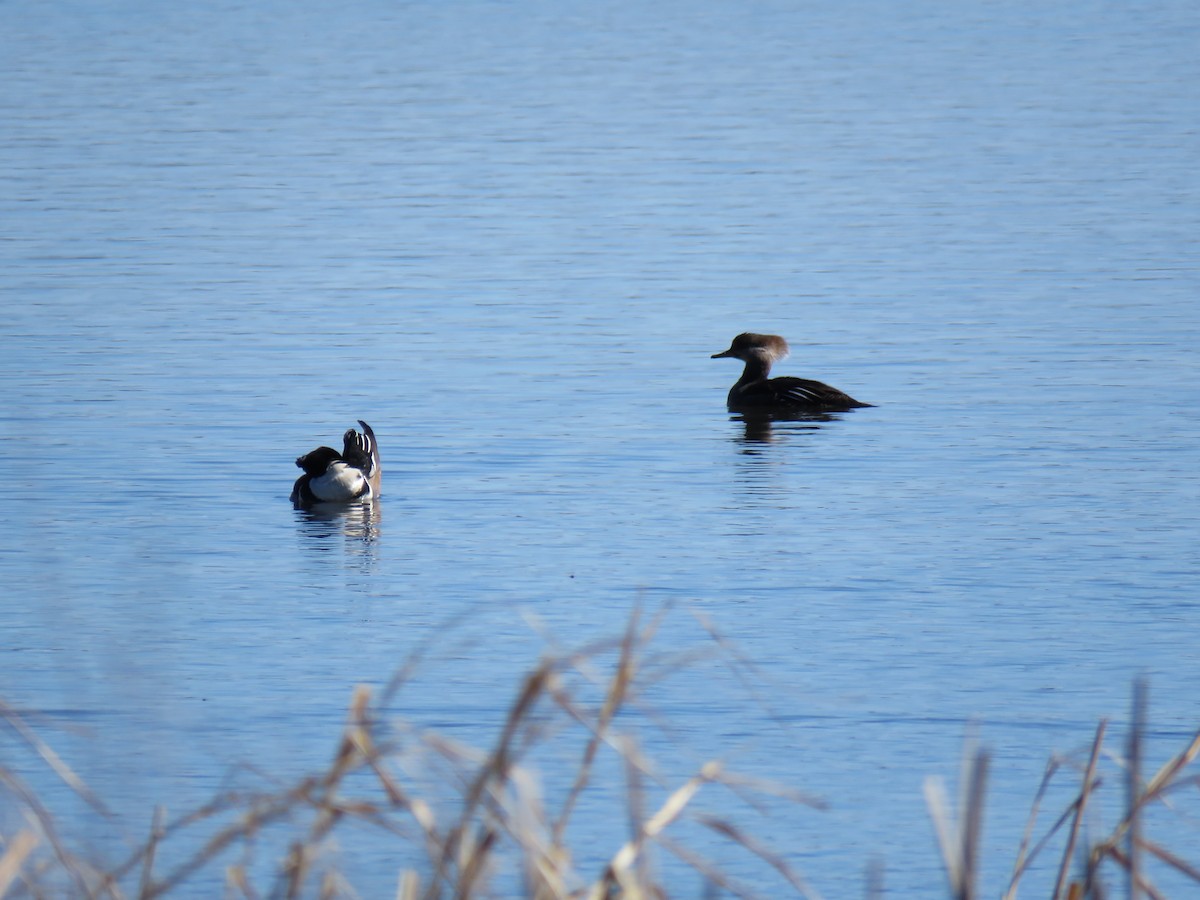Hooded Merganser - ML632309856