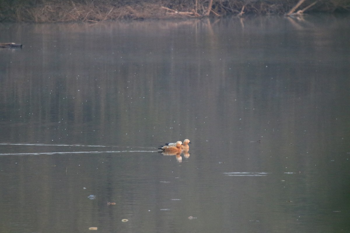 Ruddy Shelduck - ML632309898