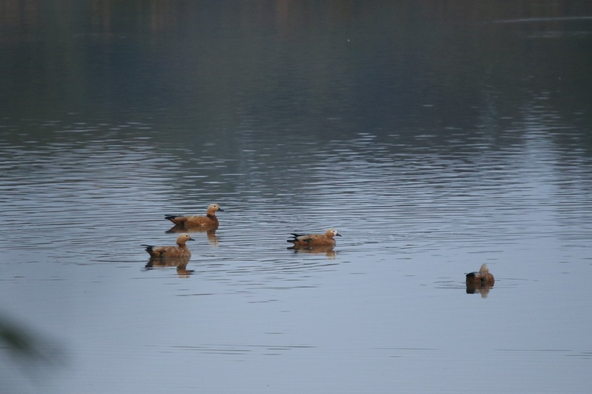 Ruddy Shelduck - ML632309899