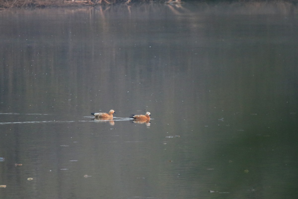 Ruddy Shelduck - ML632309900