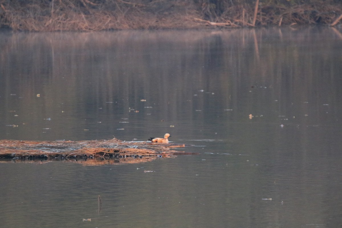 Ruddy Shelduck - ML632309901