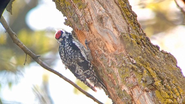 Yellow-bellied Sapsucker - ML632309907
