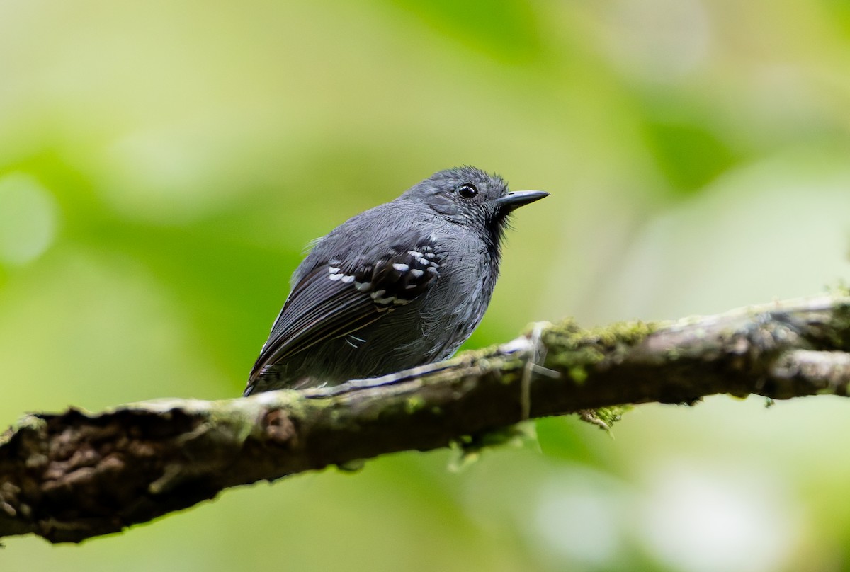 Salvadori's Antwren - ML632309939