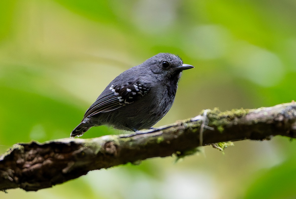 Salvadori's Antwren - ML632309940