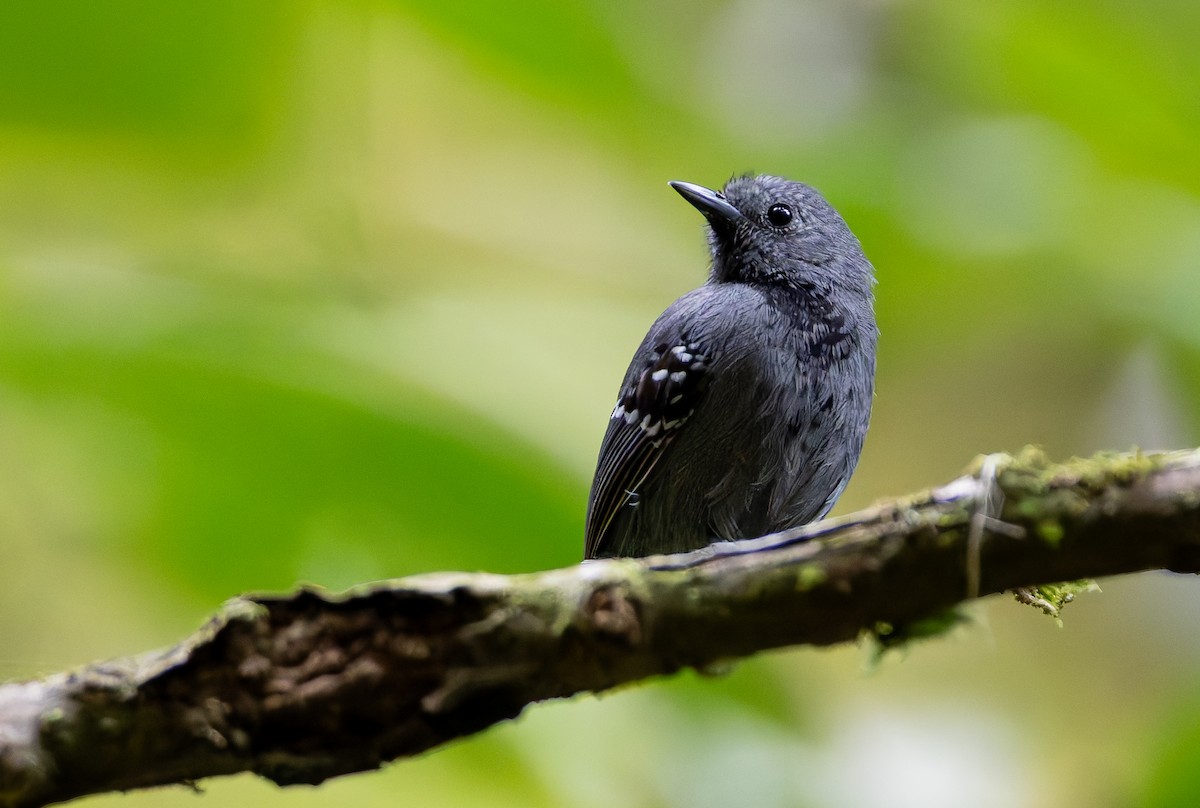 Salvadori's Antwren - ML632309941