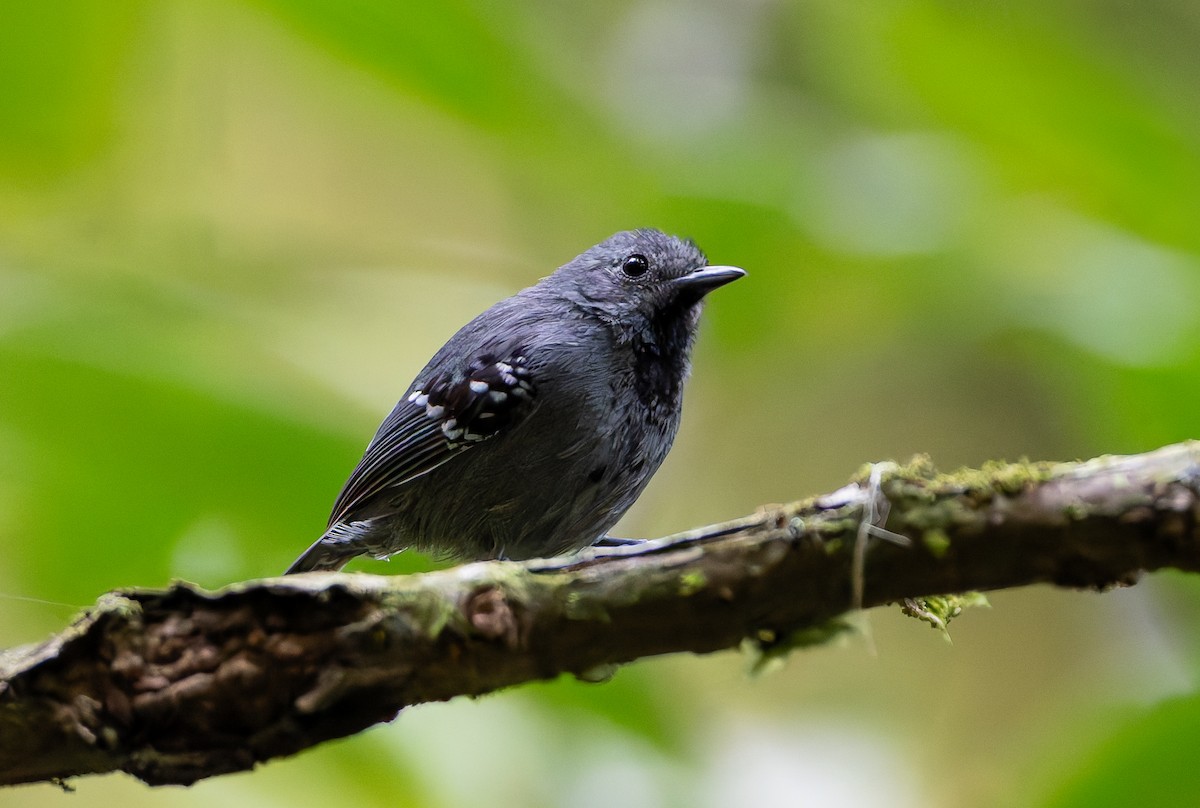 Salvadori's Antwren - ML632309943